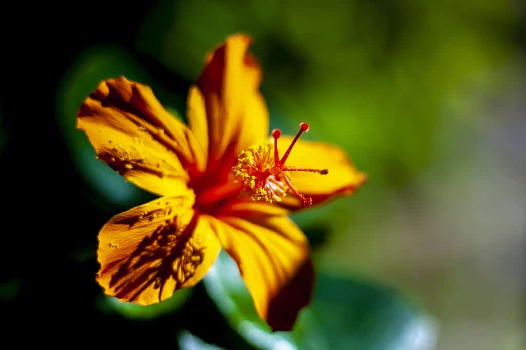 Ibisco hawaiano, fiore di Hibiscus kokio