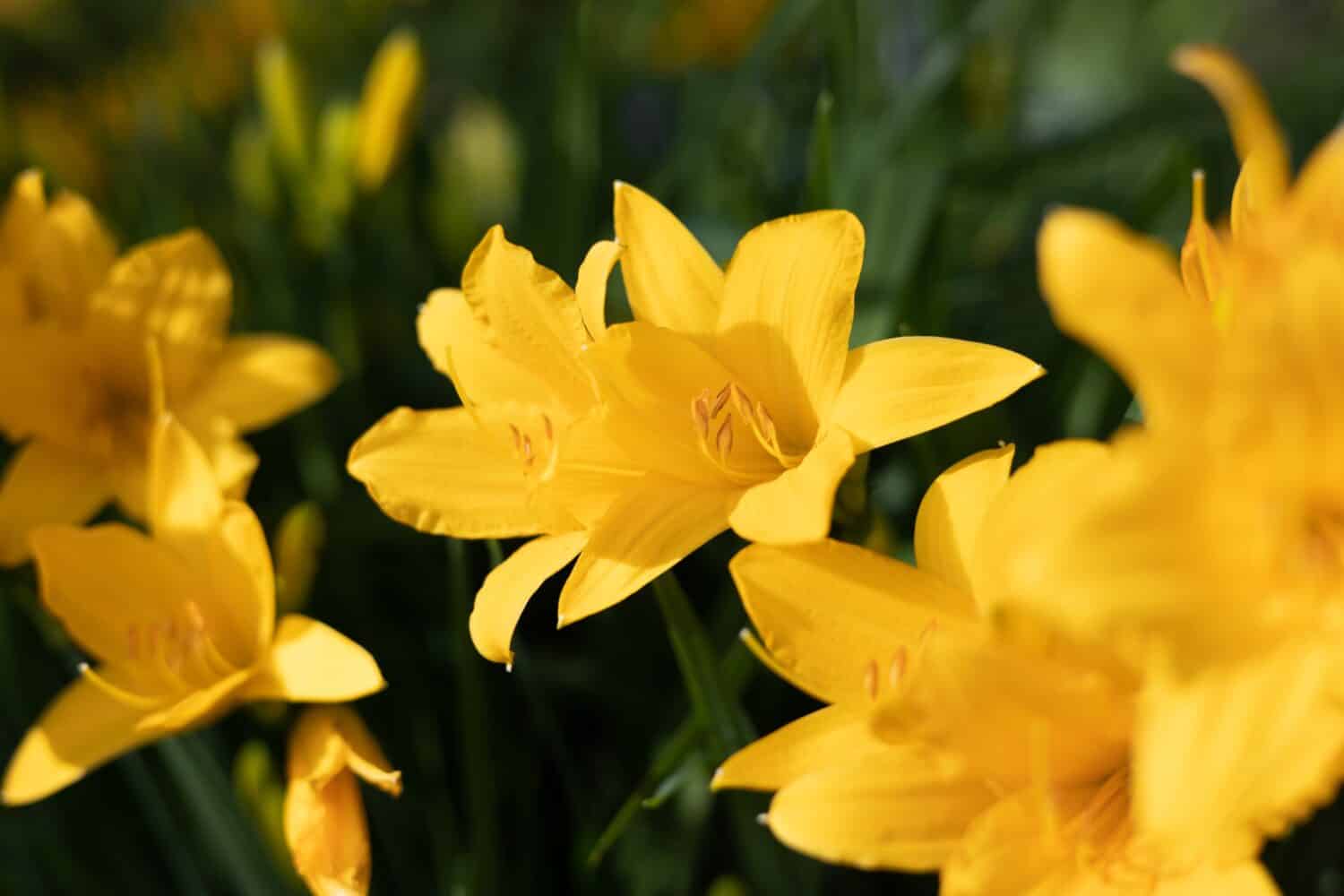 Fiori gialli e arancioni del giardino del giglio di giorno che crescono sotto la luce del sole.  Daylily Hemerocallis o Stella D'Oro Reblooming Daylily fiore primo piano.  Vivide infiorescenze di piante fiorite. 