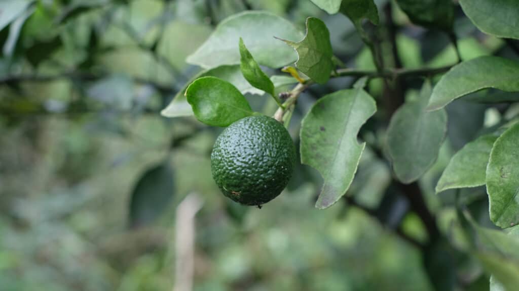 Lime persiano (Citrus x latifolia) su un albero