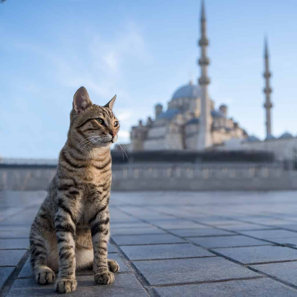 Gatto randagio grigio davanti a una moschea