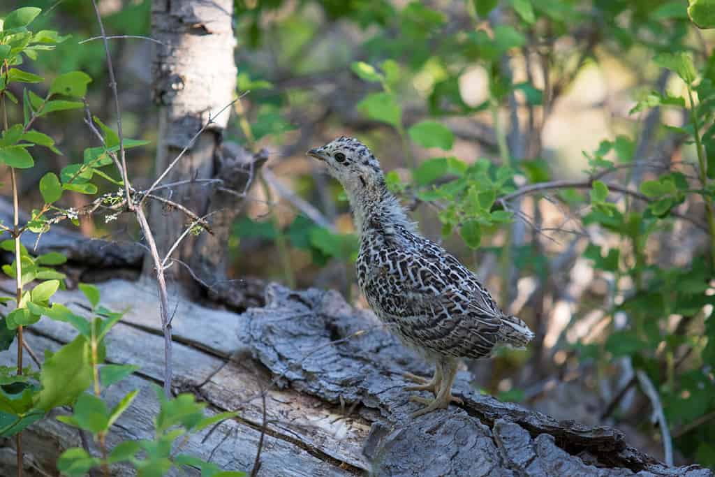 Ruffed Grouse pulcino nascosto nella foresta