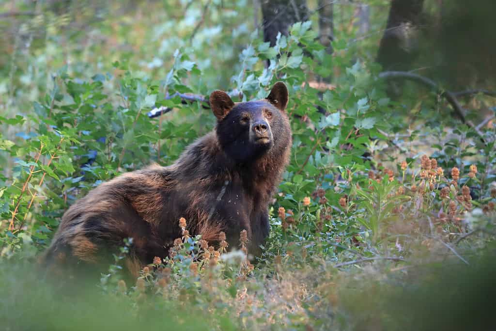 Orso nero americano (Ursus americanus), il Parco Nazionale di Glacier, Montana