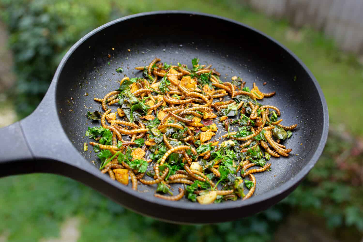 frittura di larve commestibili di vermi della farina mescolate con spezie ed erbe aromatiche