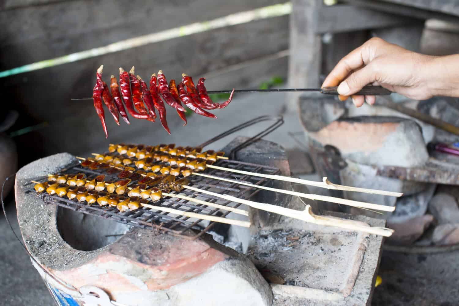 chilil gril e cimice di Longan.