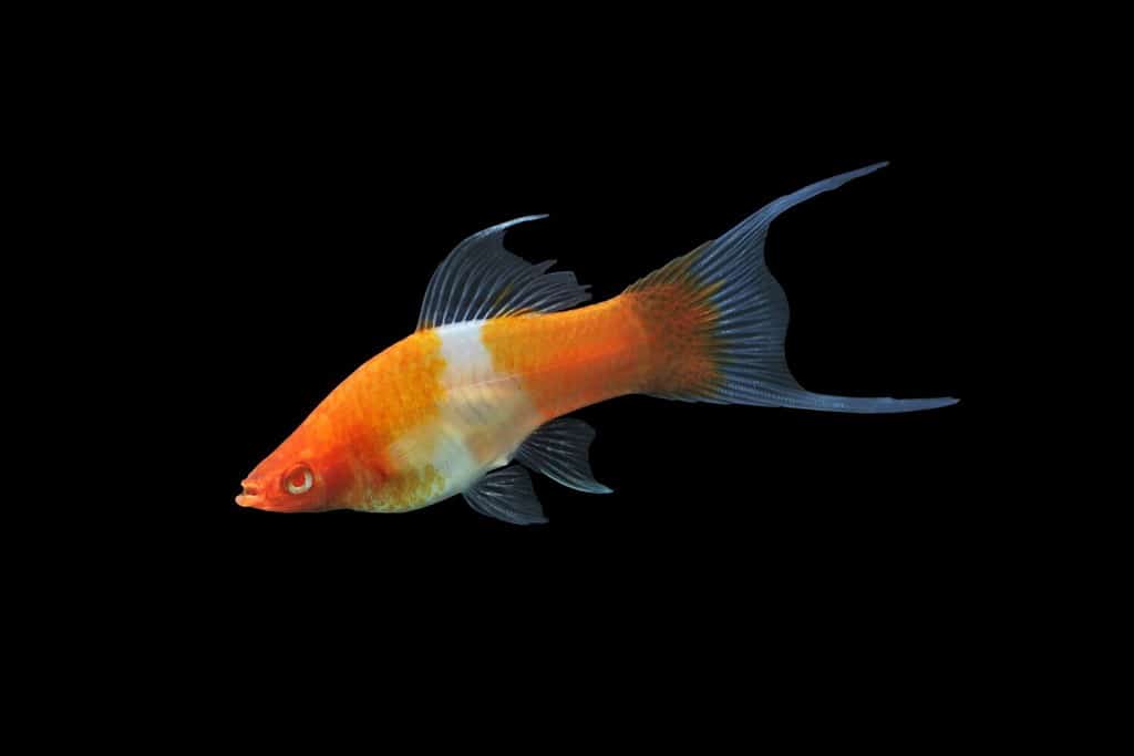 Portaspada a pinna lunga rosso e bianco su sfondo nero isolato. Portaspada (Xiphophorus hellerii) è una delle specie di pesci d'acqua dolce più popolari. È un pesce viviparo.