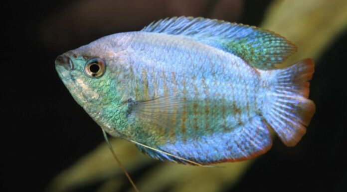 Pesce azzurro - Gourami nano blu