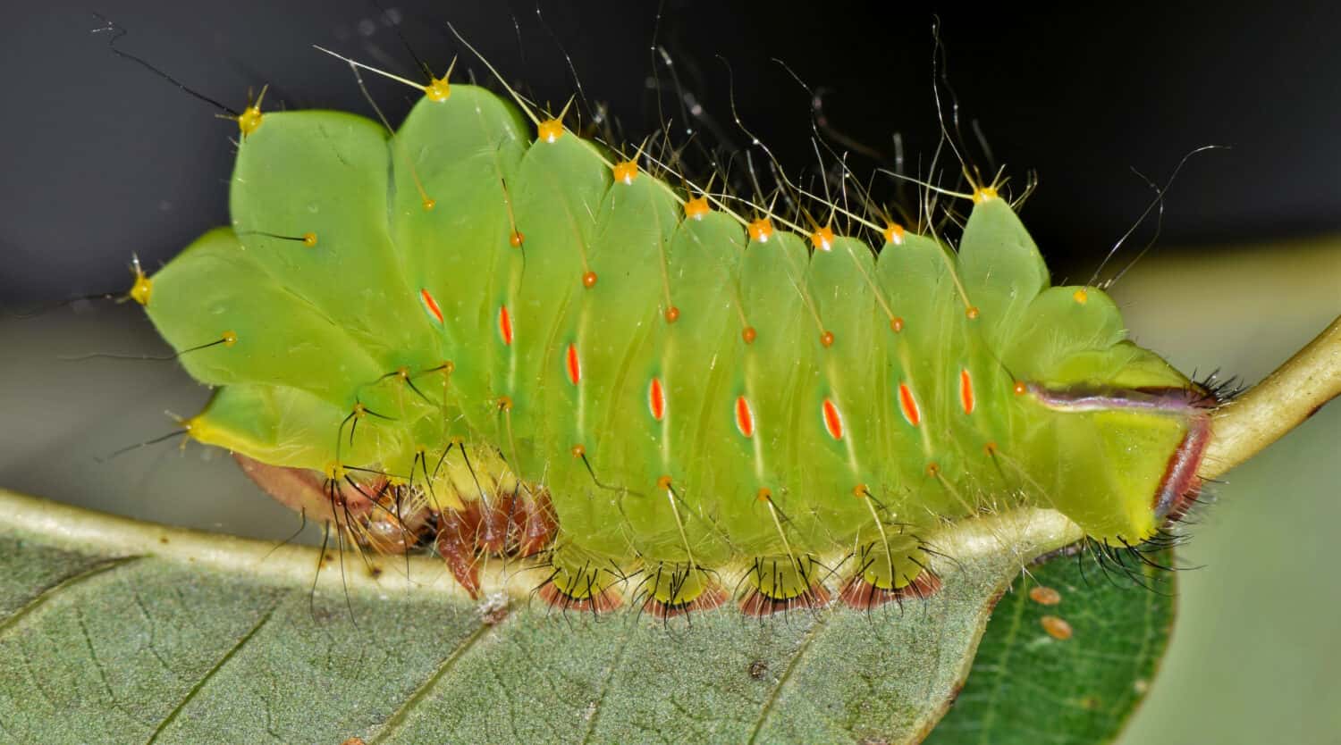 Un giovane Caterpillar di Polifemo (Antheraea polyphemus) sul retro di una foglia di quercia.  Questo è in una fase iniziale e deve crescere molto prima di diventare una bellissima falena.