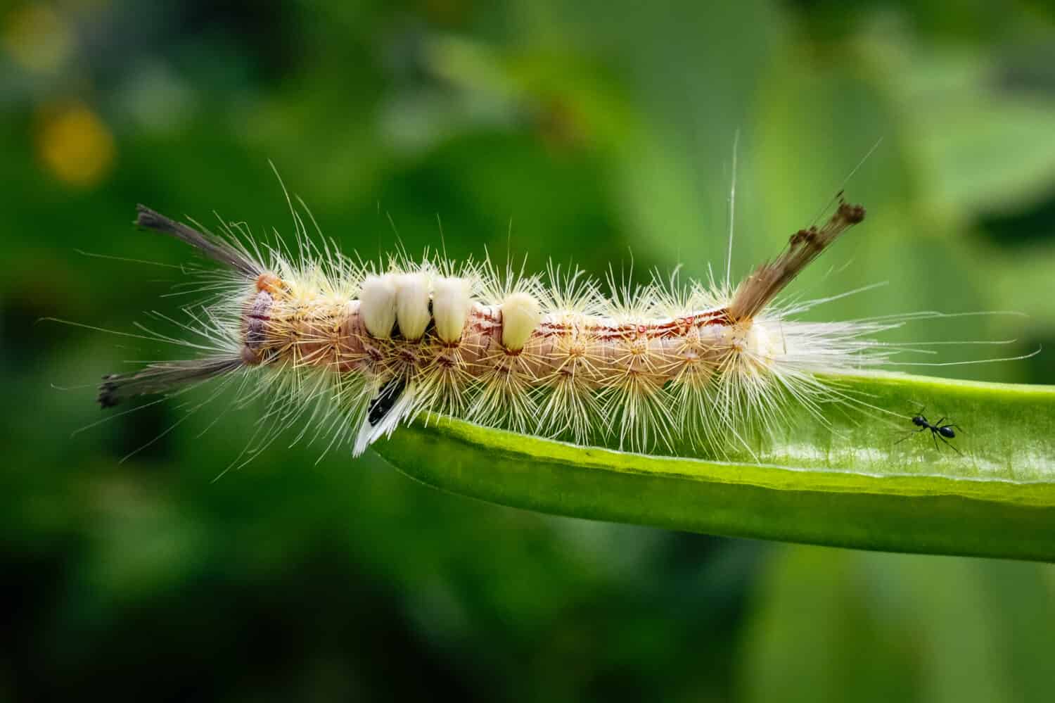 Il bruco di falena tussock contrassegnato bianco