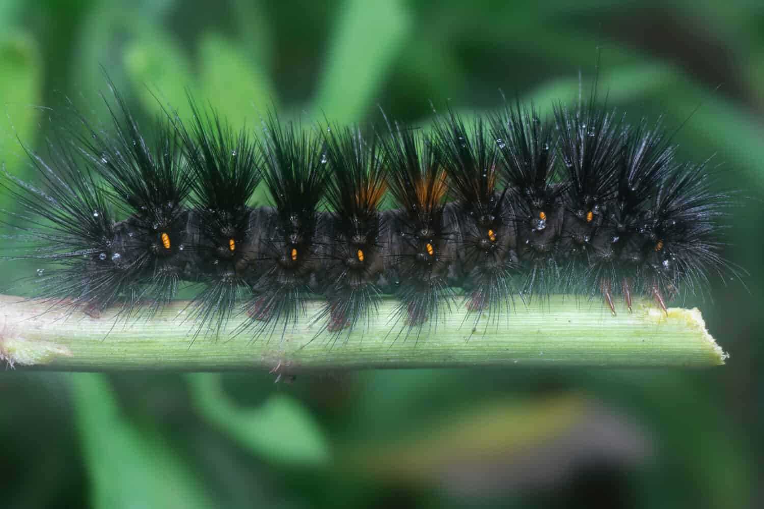 primo piano con il Giant Leopard Moth Caterpillar