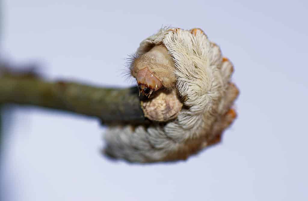 Puss caterpillar - Megalopyge opercularis -colpo alla testa con messa a fuoco selezionata sulle parti della testa e della bocca, forma larvale della falena flanella meridionale su foglie di quercia