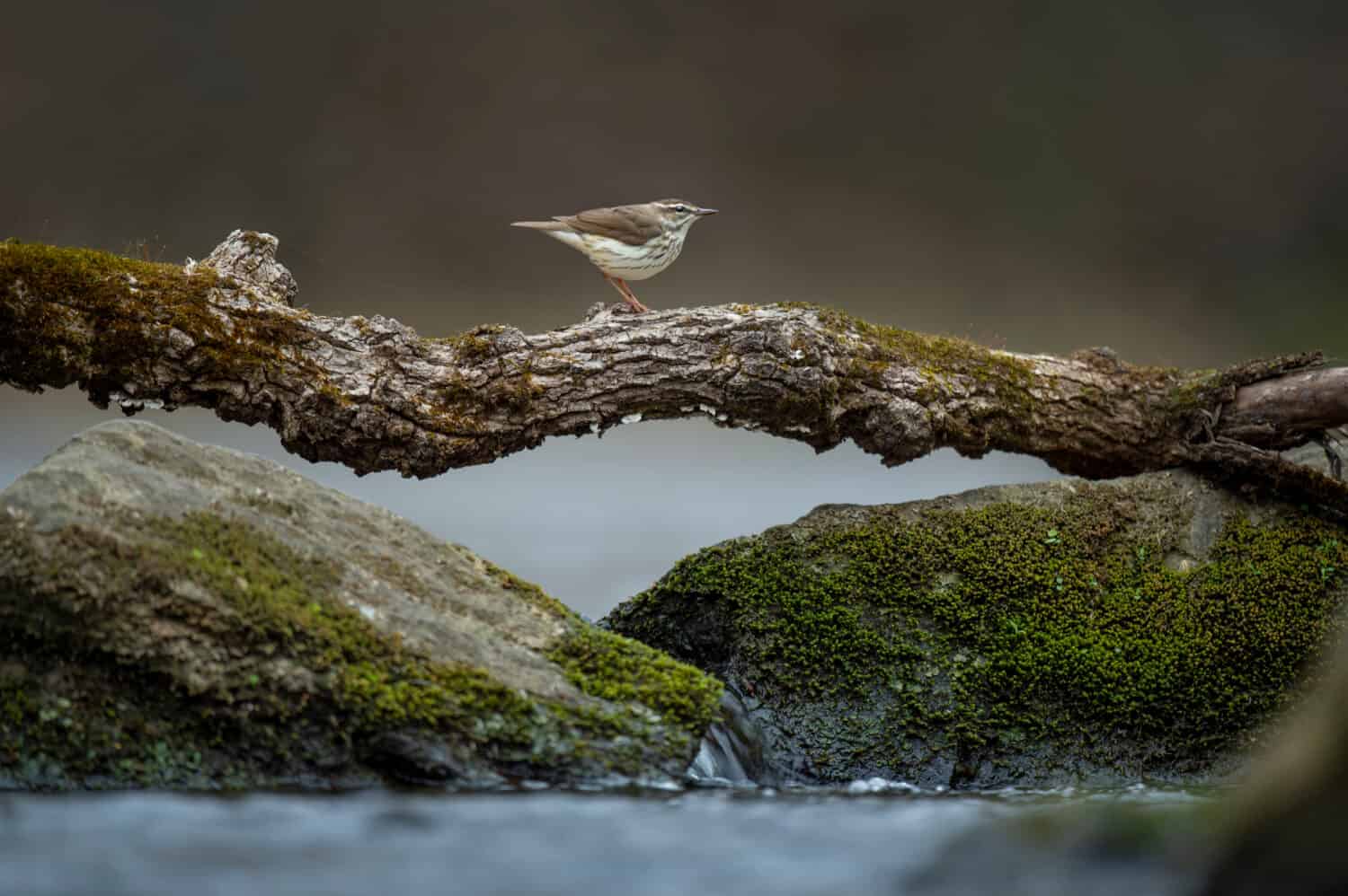 Un tordo d'acqua della Louisiana cammina attraverso un ponte naturale che è un ramo sopra due massi con acqua che scorre sotto.