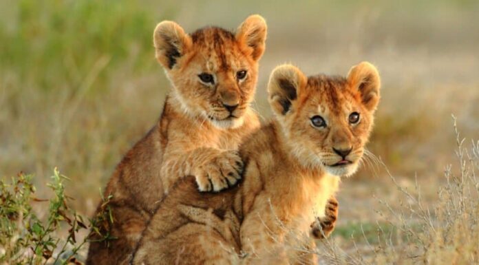 Leone bambino - due cuccioli di leone
