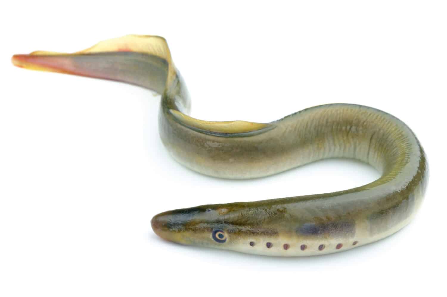 lampreda di fiume, isolata su sfondo bianco, una specie di pesce predatore senza mandibola nelle lamprede di famiglia
