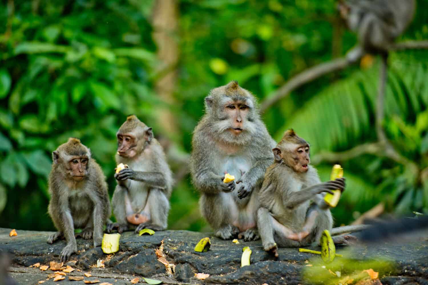 Le scimmie adulte si siedono e mangiano banane nella foresta.  Foresta delle scimmie, Ubud, Bali, Indonesia.