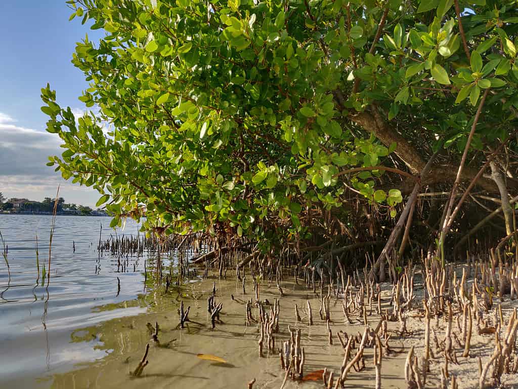 Uno stand misto di mangrovie rosse rachitiche (Rhizophora mangle) e mangrovie nere (Avicennia germinans) cresce lungo il bordo dell'acqua in un estuario urbano nella Florida occidentale