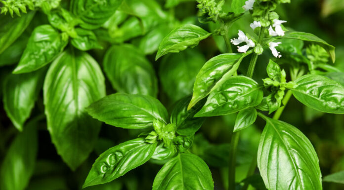 Piante verdi di basilico dolce con crescita di fiori.