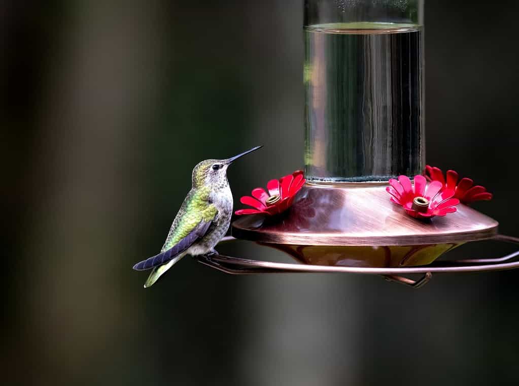 Un colibrì appollaiato su una mangiatoia per colibrì in rame spazzolato e acqua zuccherata