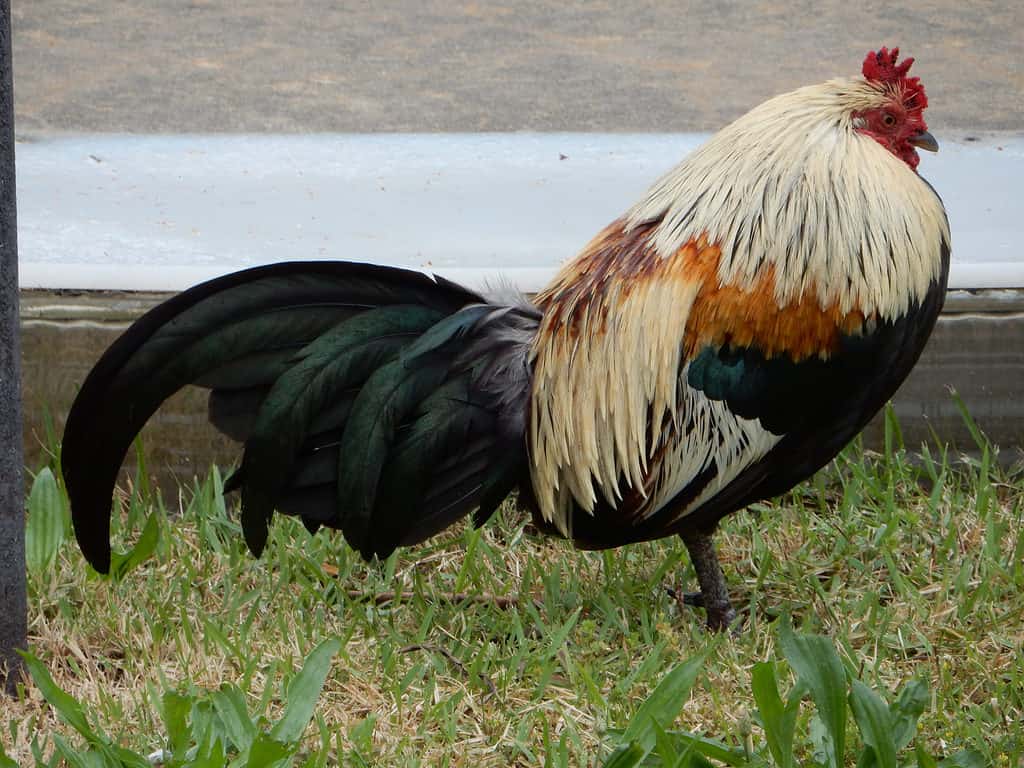 I polli selvatici birmani, compresi i vivaci galli colorati, abitano le strade e gran parte della città di Fitzgerald, in Georgia.