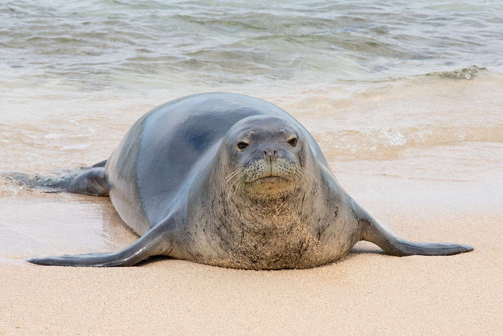 Una foca monaca hawaiana in via di estinzione su una spiaggia a Kauai, Hawaii