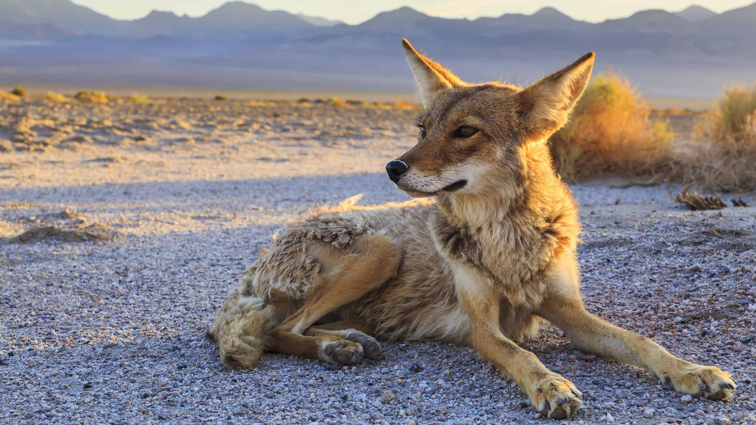 Lone Coyote si stabilisce a Bad Water, Parco Nazionale della Valle della Morte