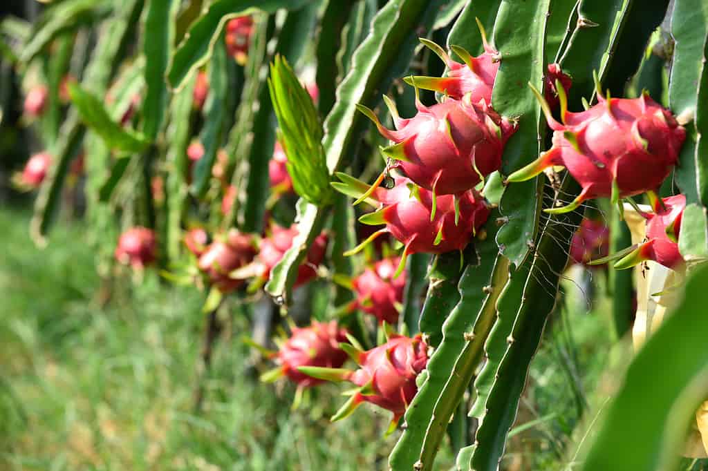 Frutta di Dragon che cresce all'aperto.  Molti frutti rossi in via di sviluppo sono visibili su lunghi steli/foglie verdi.