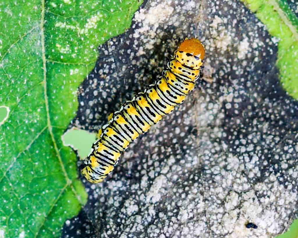 Caterpillar di lepidottero d'oro su foglia
