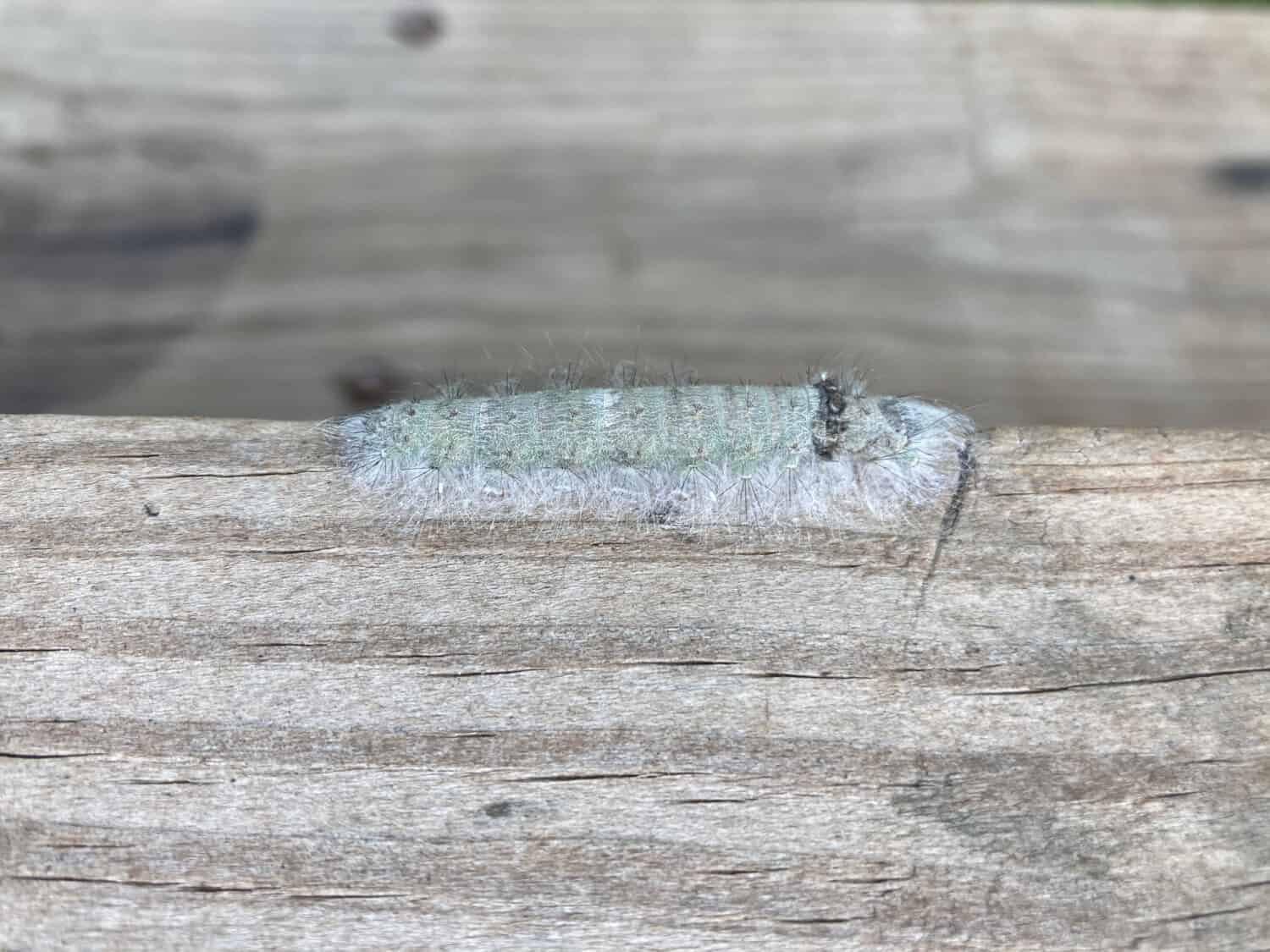 Caterpillar mimetizzato sul primo piano di legno