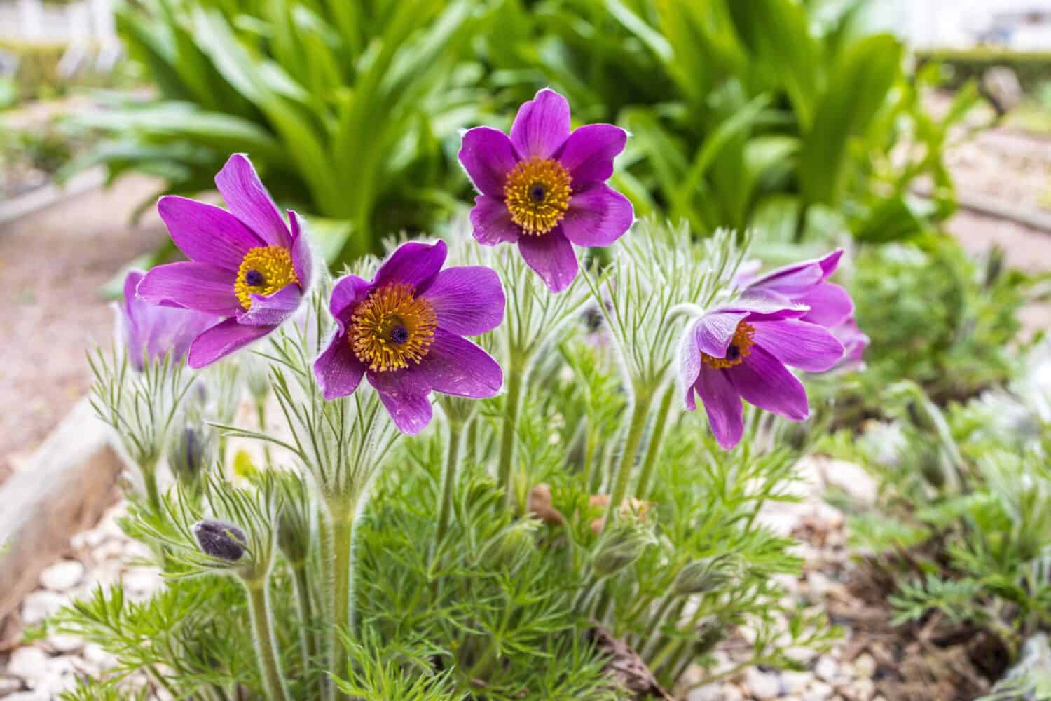 Pulsatilla patens è una specie di pianta da fiore della famiglia delle Ranunculaceae, originaria dell'Europa, della Russia, della Mongolia e della Cina.  I nomi comuni includono pasqueflower orientale e anemone cutleaf.