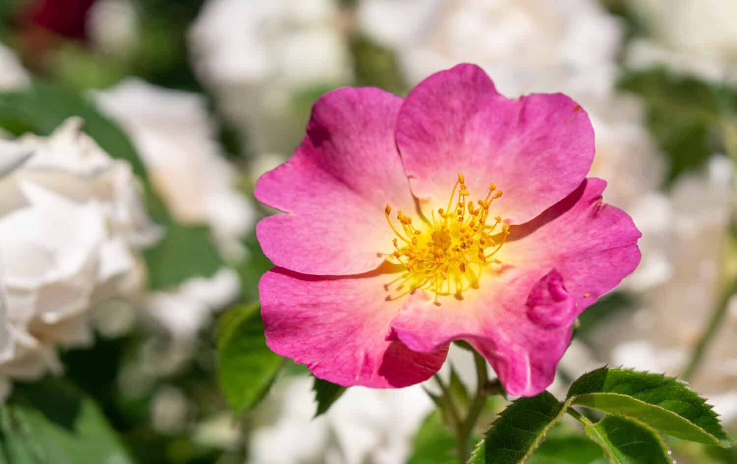 Close up di fioritura rosa Woods' Rose (Mountain Rose, Western Rose) nome scientifico è Rosa Woodsii Lindl.  con polline giallo al centro su sfocatura dello sfondo del giardino.  Fiore a macroistruzione con lo spazio della copia.