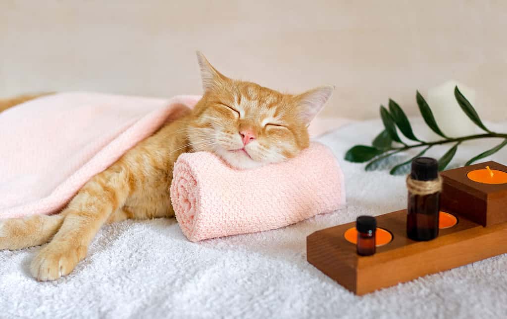 Un gatto dorme appoggiando la testa su un asciugamano su un lettino da massaggio mentre fa trattamenti termali, olio da massaggio, relax