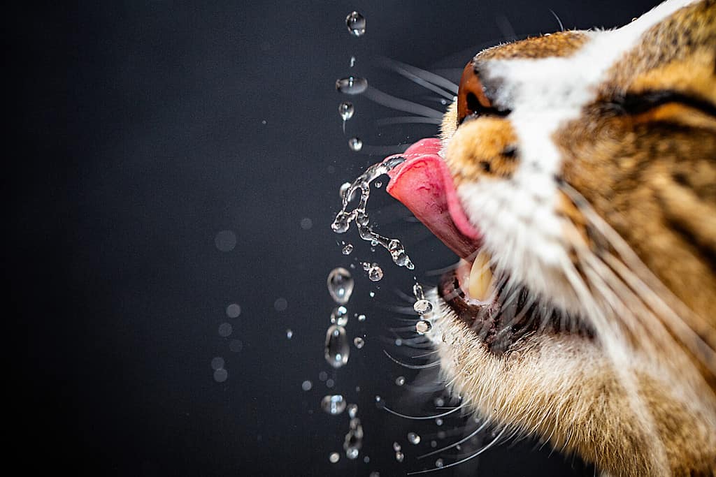 Il prednisolone provoca comunemente sete eccessiva nei gatti.