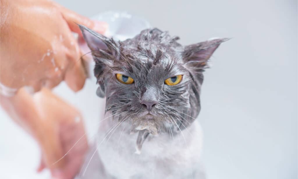 Gatto grigio arrabbiato con gli occhi ambrati che fanno il bagno