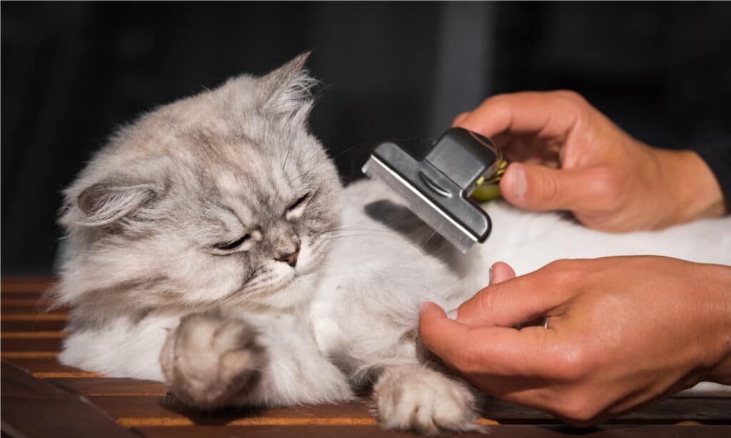 strumenti per la depilazione dei gatti