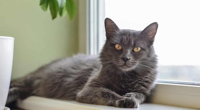 Gatto grigio Il gatto Nebelung è sdraiato sul davanzale della finestra di casa.  Nebelung-una razza rara, simile al blu russo, fatta eccezione per la lunghezza media, con i capelli setosi.