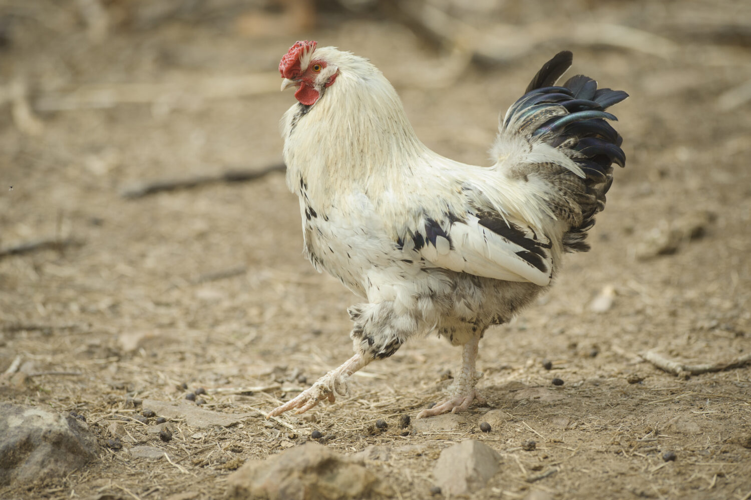 Gallo del Delaware che cammina.