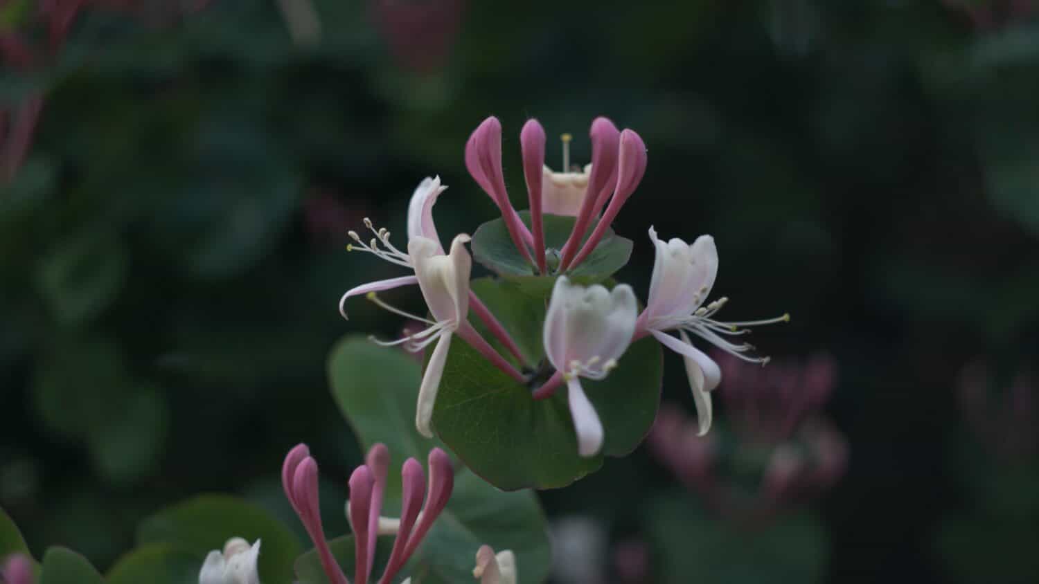 primo piano fiori bianchi profumati Caprifoglio giapponese