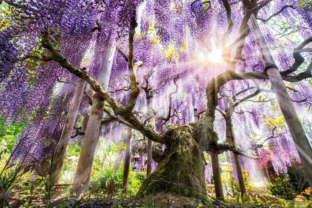 Bella glicine giapponese in piena fioritura, Ashikaga flower park, prefettura di Tochigi, Giappone