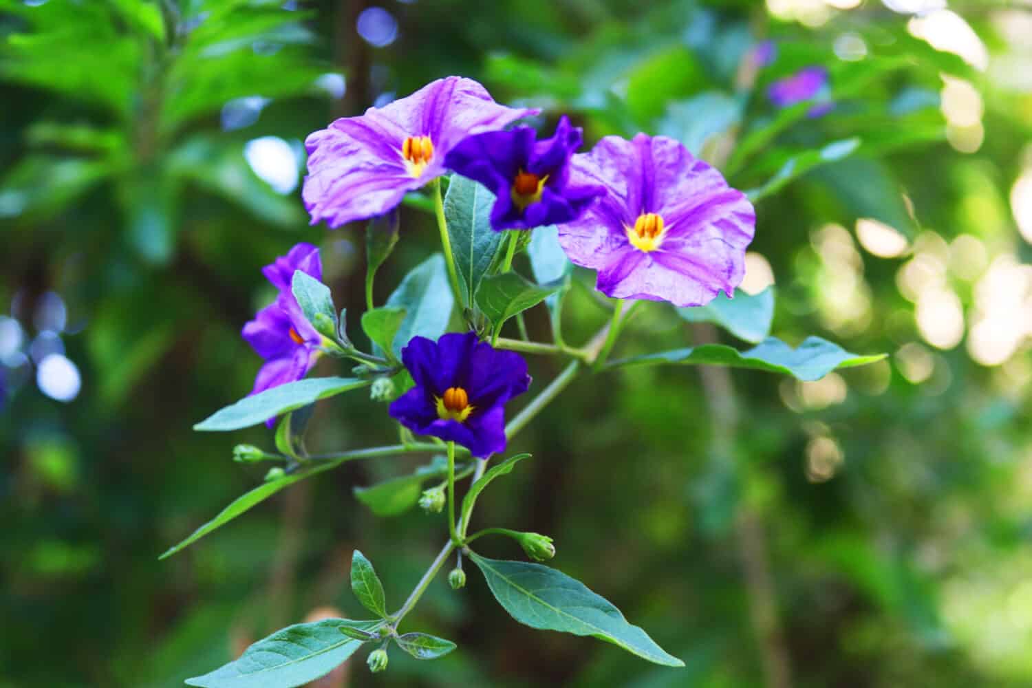 Belladonna viola, Solanum xanti fiore