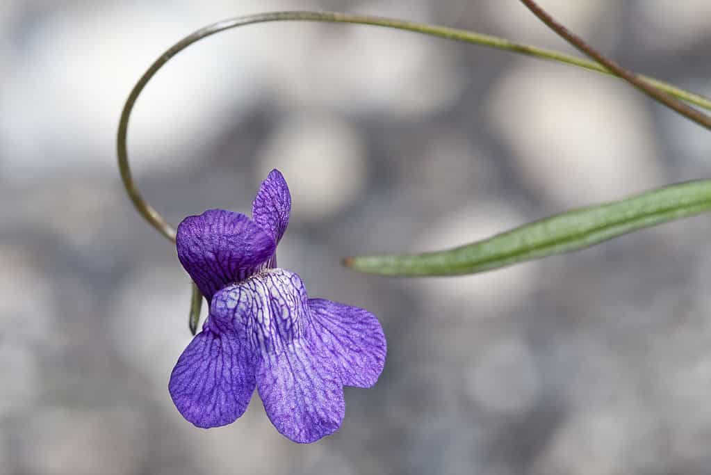 Bocca di Leone di Kellog