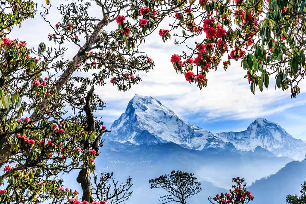 Poon Hill, Nepal