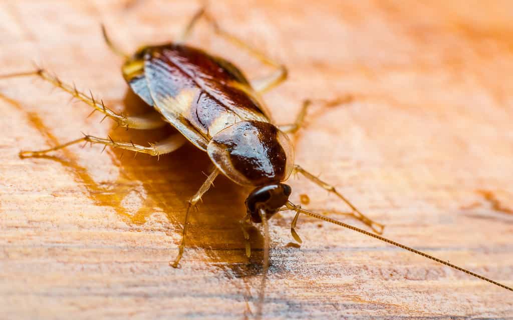 Uno scarafaggio marrone su uno sfondo di legno marrone.