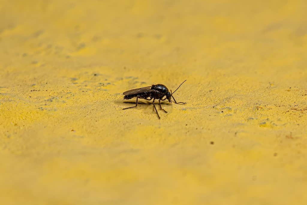 Moscerino mordace adulto della famiglia Ceratopogonidae