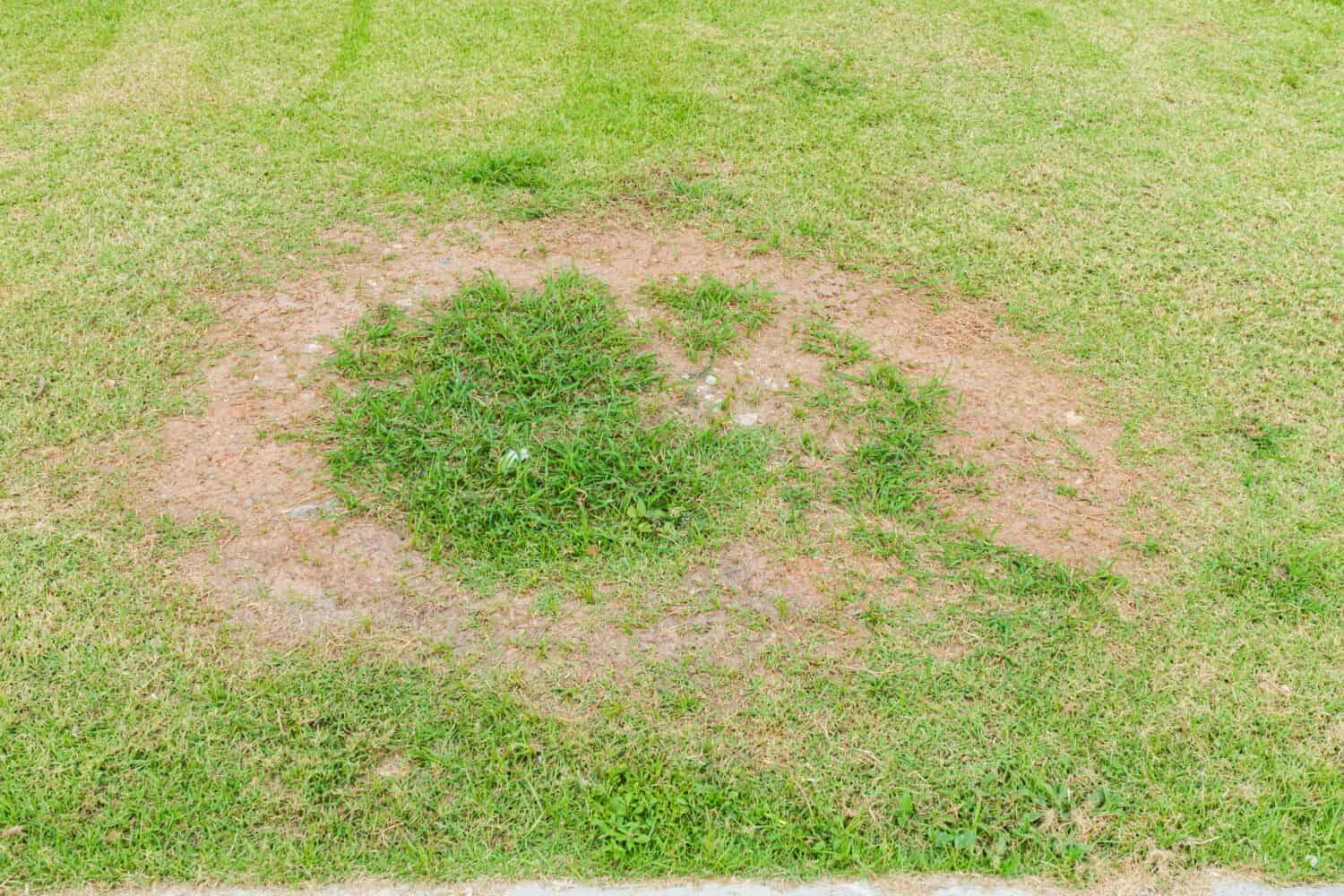 Una patch è causata dalla distruzione del fungo Rhizoctonia Solani foglia d'erba cambia da verde a marrone morto in un cerchio prato texture sfondo erba secca morta.  Erba morta sullo sfondo della natura.