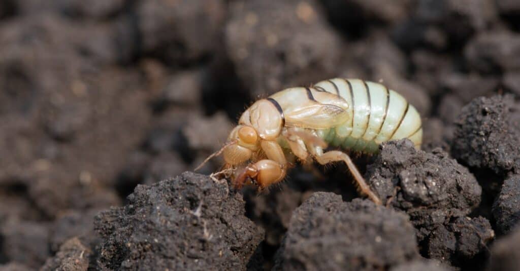 Larva di grillo talpa, Gryllotalpa gryllotalpa in vista ravvicinata a basso angolo.