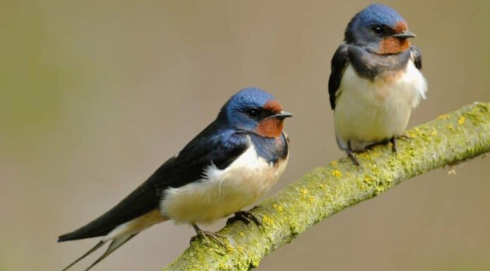 Due rondini (Hirundo rustica) seduto su un ramo.