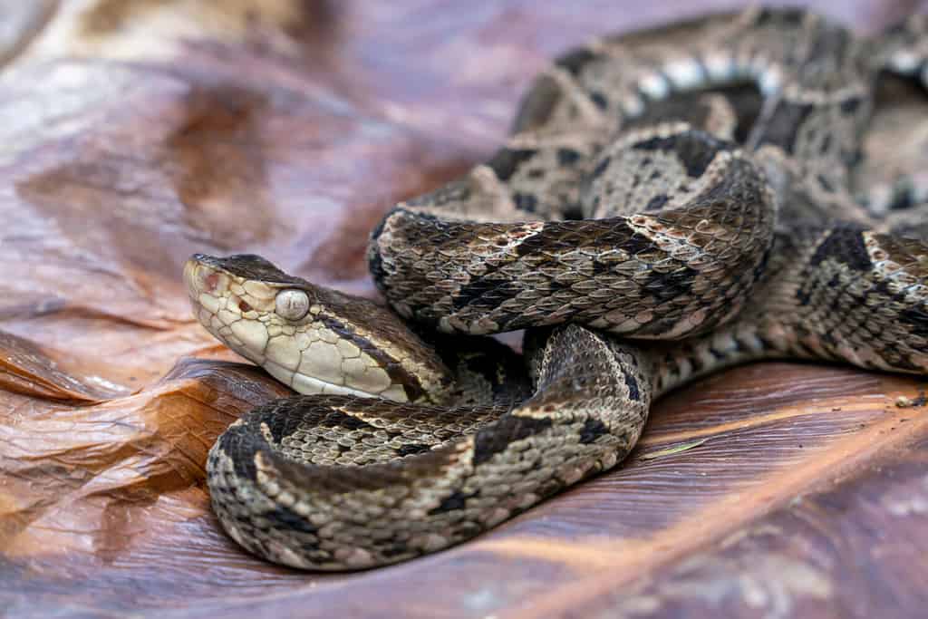 velenoso Fer-de-lance (Bothrops asper) Pit Viper Snake - Terciopelo