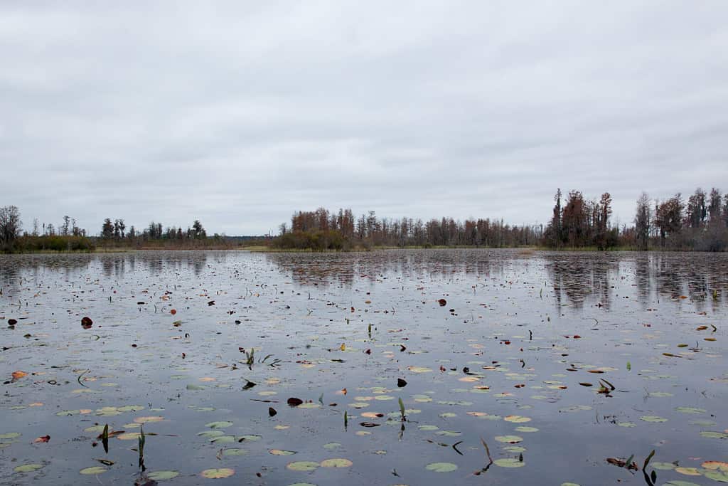 Palude con muschio spagnolo sugli alberi e riflesso di alberi e cielo nell'acqua scura della palude di Okefenokee, Georgia