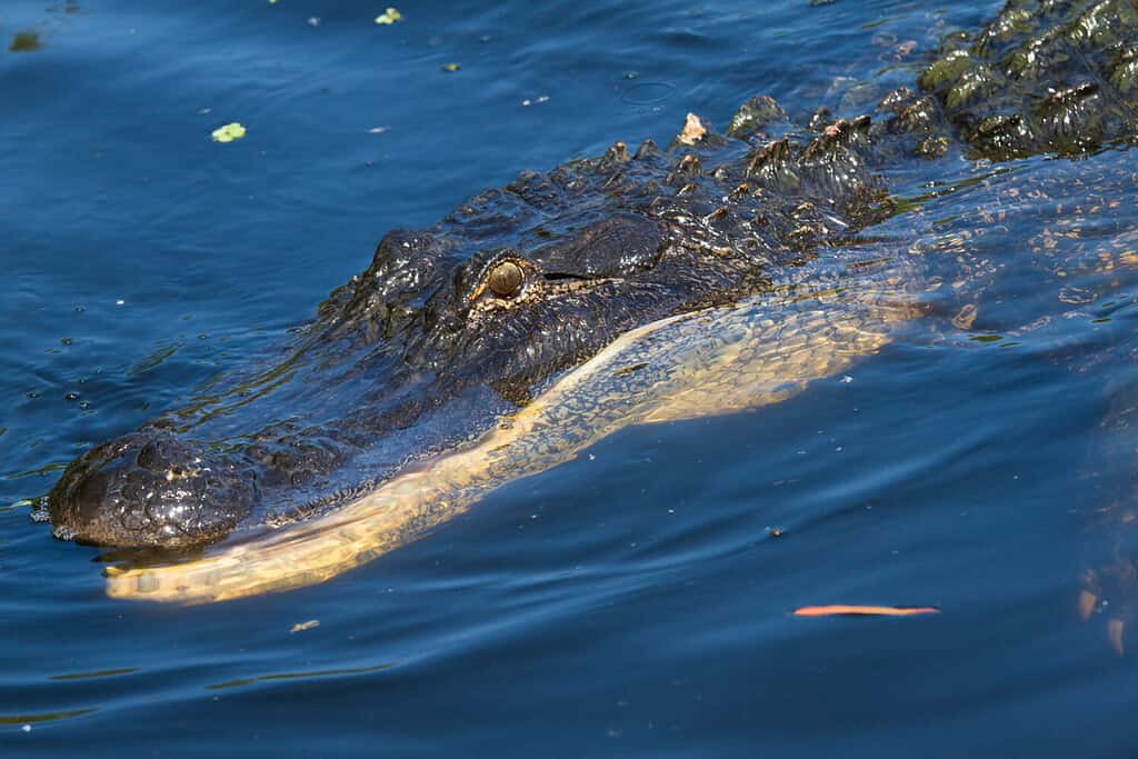 Grande alligatore americano che nuota con la bocca aperta.  Girato nel bacino di Atchafalaya, nel sud della Louisiana.