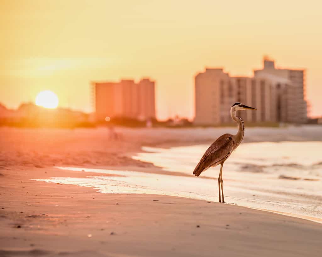 Airone all'alba a Orange Beach, Alabama