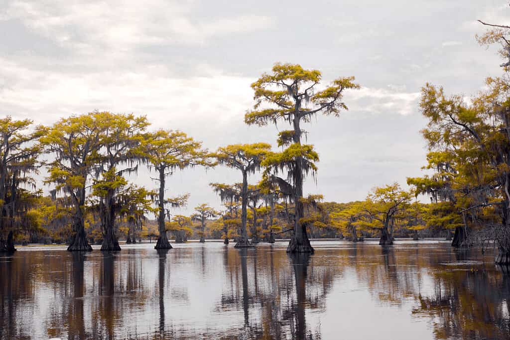 Cipresso giallo in un bayou paludoso sul lago Caddo.